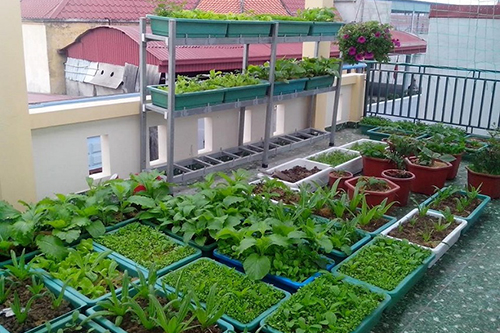 Có nên sử dụng thùng chữ nhật nhựa để trồng rau không?